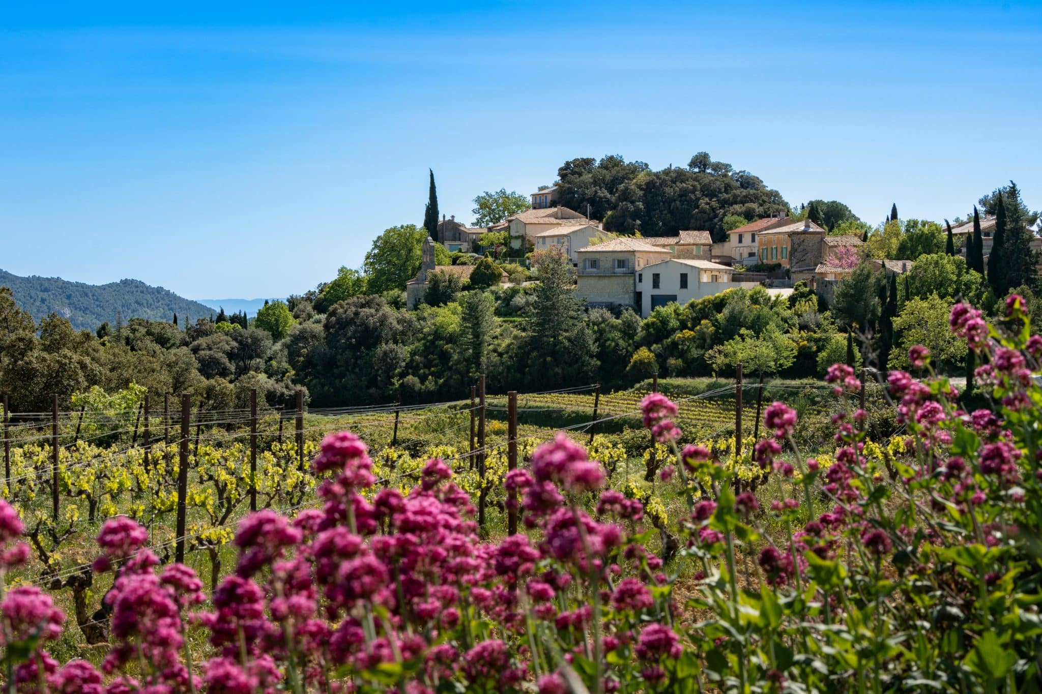 A picturesque view of a Provencal village nestled among lush greenery, with vibrant pink flowers and vineyards in the foreground under a clear blue sky.