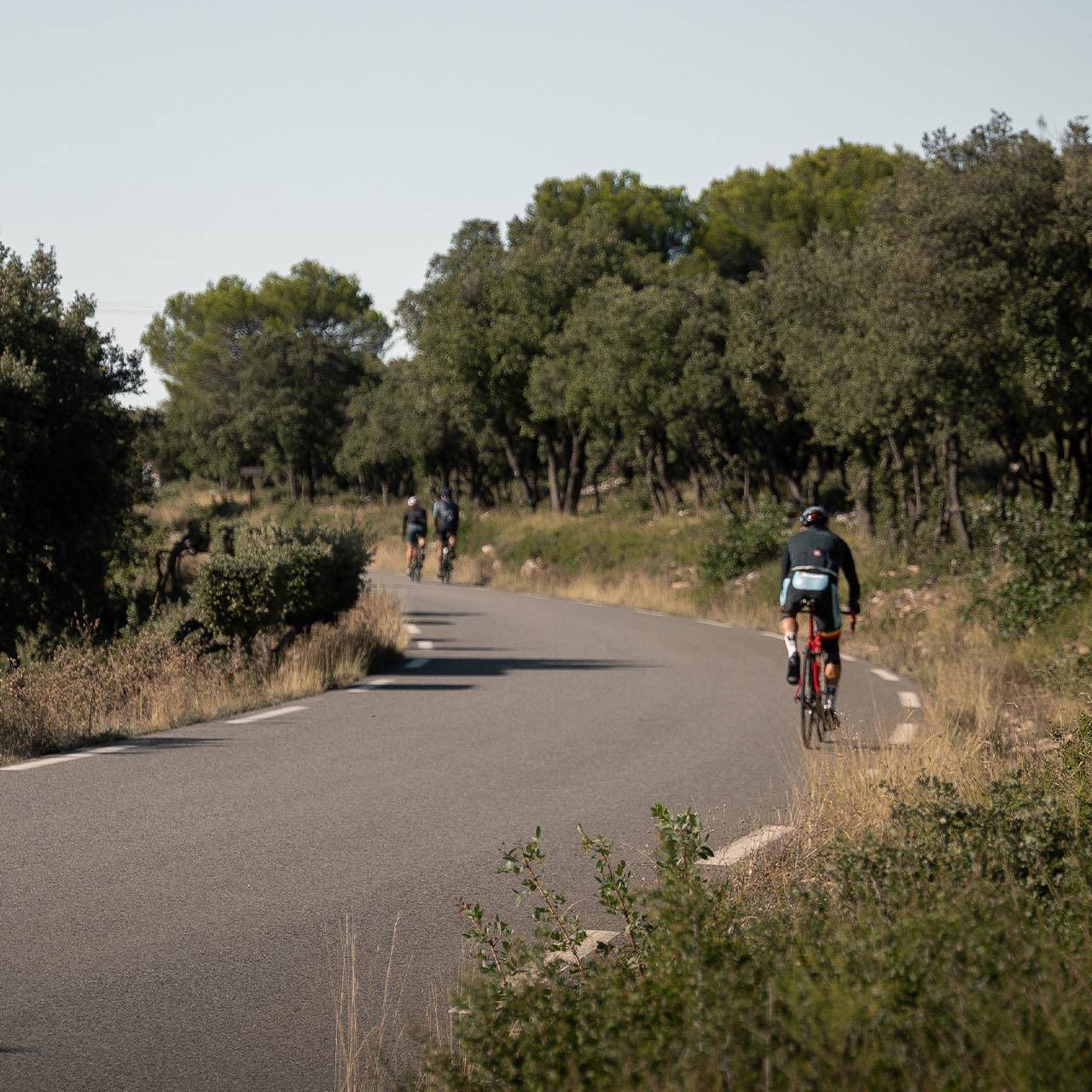 Cyclists riding along a winding road bordered by lush greenery and trees under a clear sky, embracing the serenity of a scenic outdoor journey.