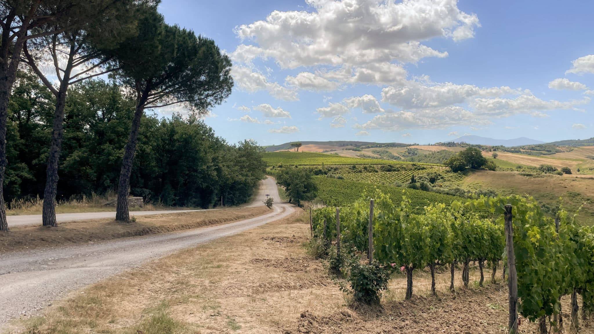 Gravel road winding through Tuscany’s vineyards and rolling hills under a bright sky, ideal for peaceful gravel cycling adventures and scenic views.