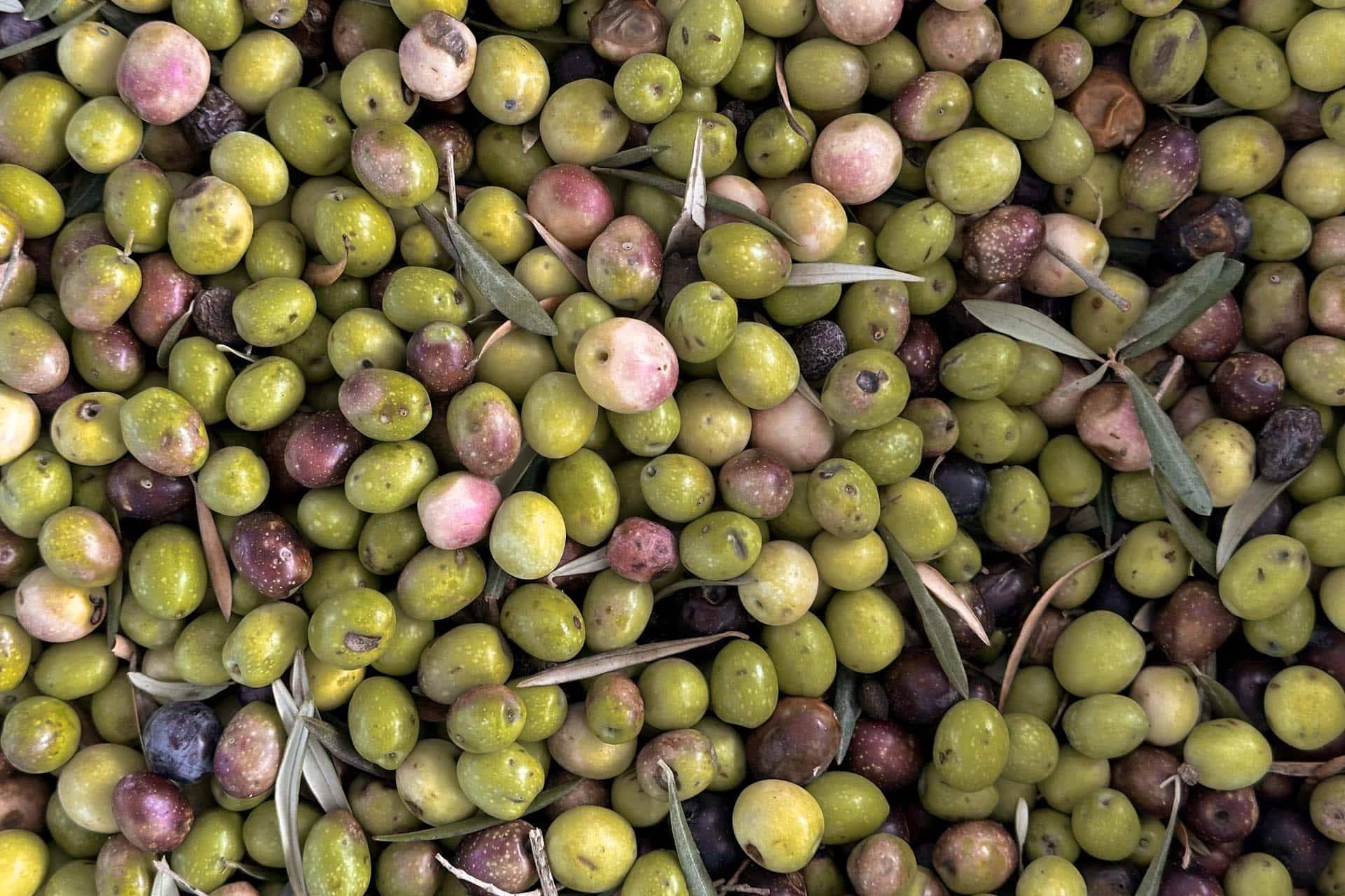 12-19 September 2026 8 days | 7 nights Ride Andalusiaโs iconic climbs and white villages together for a warm, relaxed cycling escape.